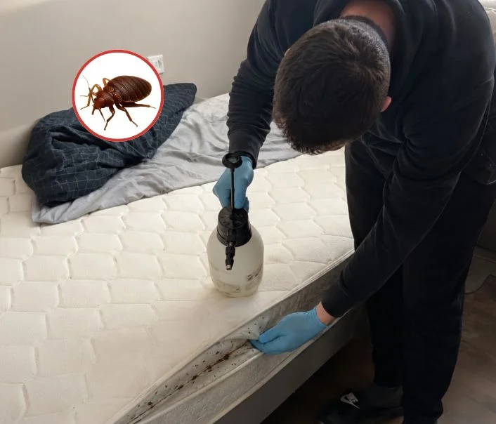 Technicien traitant un matelas contre les punaises de lit à La Ferté-Alais